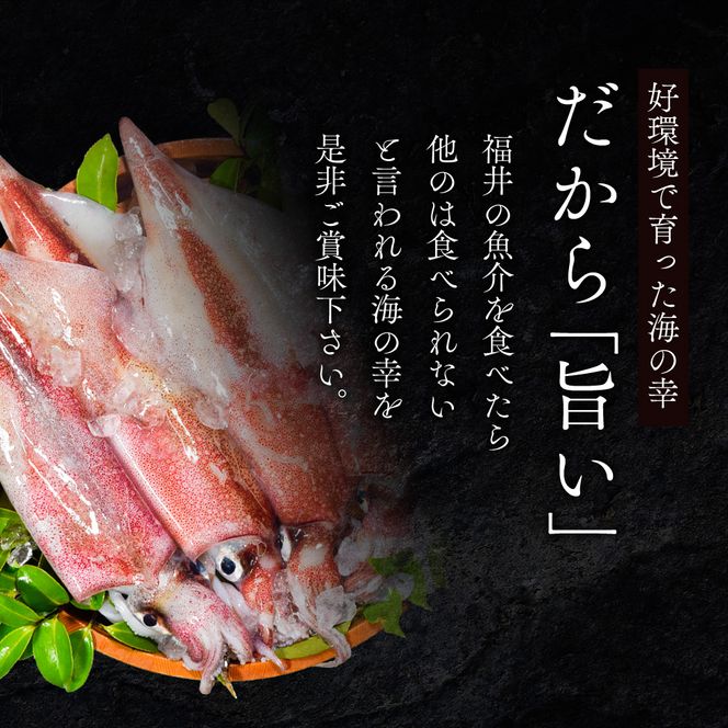 期間限定 剣先イカ 3～6杯 セット 詰め合わせ スミ抜き 冷凍 白イカ イカ 烏賊 いか 魚介 魚介類 海鮮 海鮮セット 限定 福井 福井県 若狭町