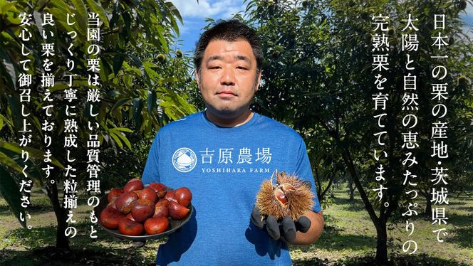 栗きんとん 「 栗の深雫 」 ラム ( 選べる 内容量 ) ～くりのしずく～ 6個 12個 18個 完熟 栗 くり クリ 和菓子 おかし お菓子 贈り物 ギフト 果物 フルーツ 秋 冬