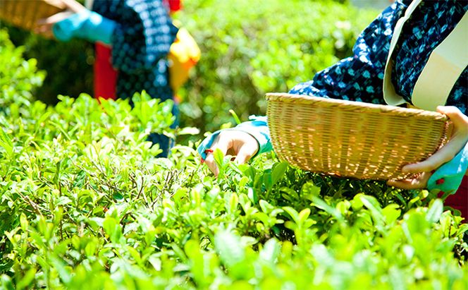 早摘み煎茶いちばん星100ｇ入×3本　宇治茶の木谷製茶場　〈 煎茶 お茶 茶 緑茶 新茶 茶葉 お茶葉 早摘み いちばん星 宇治 〉 加工食品 