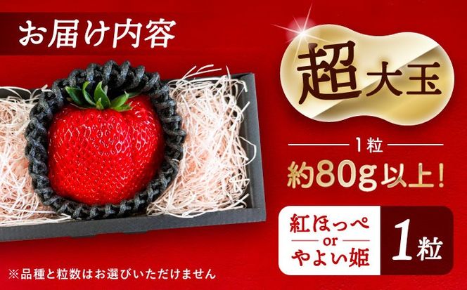 【先行予約】 ＼毎年12月より順次発送／ 超大玉 紅ほっぺorやよい姫 1粒 果物 いちご フルーツ 愛西市 / くぼ苺農園 【配達不可：北海道・沖縄・離島】[AECJ020]