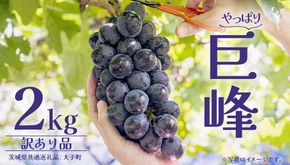 【 訳あり 】 巨峰 2kg 【2026年10月上旬発送開始】(茨城県共通返礼品：大子町) ぶどう 葡萄 ブドウ フルーツ 果物 スイーツ わけあり ワケあり ご自宅用 ご家庭用 自分用