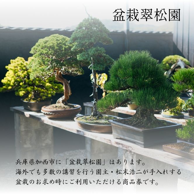 盆栽 翠松園 商品クーポン券 60,000円分 植物 観葉植物 園芸 商品券 兵庫県