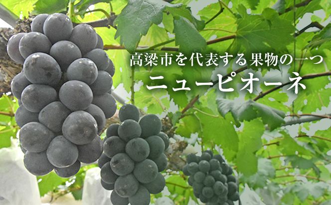 ニュー ピオーネ 約2kg 3～5房 ぶどう 葡萄 フルーツ 岡山 高梁市産 2026年 先行予約 果物類 果物 