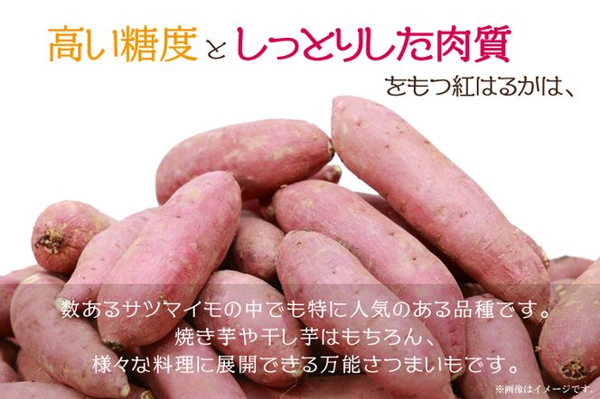 EK-8　【2026年9月より順次発送】農産物直売所「やさいの声」さつまいも　紅はるか　新芋　洗い　約3kg