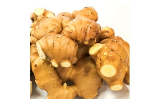 囲生姜 2kg /2キロ しょうが ショウガ 新鮮野菜 野菜 お取り寄せ 美味しい 料理 生姜焼き 薬味 調味料 新鮮 国産 日本産 ジンジャー 常温 配送【JA高知県とさし】 [BQCF007]