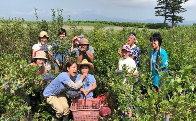 北海道 洞爺湖町産 フレッシュ ブルーベリー 500g 2パック 計1kg 7月20日から順次お届け 先行予約 北海道産 ブルーベリー 果物 果実 フルーツ 新鮮 国産 ベリー 農作物 お取り寄せ 冷凍 長期 保存 洞爺湖町