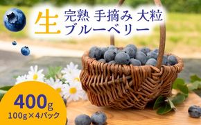 【先行受付予約】知多半島 生ブルーベリー 400g（100g×4パック） 完熟 果物 フルーツ 旬 農園直送 青果物 国産 健康 美容 愛知県 美浜町 ブルーベリーの里みはま 産地直送 ※2026年6月上旬～8月中旬に順次発送予定 送料無料 数量限定 期間限定 ※北海道・沖縄・離島への配送不可