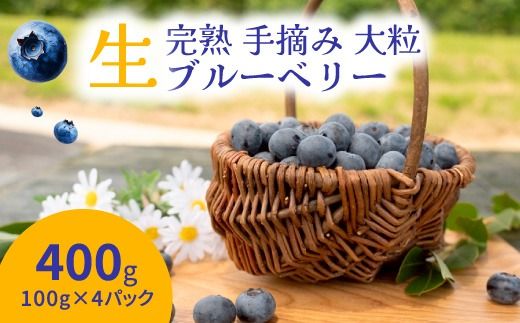 【先行受付予約】知多半島 生ブルーベリー 400g（100g×4パック） 完熟 果物 フルーツ 旬 農園直送 青果物 国産 健康 美容 愛知県 美浜町 ブルーベリーの里みはま 産地直送 ※2026年6月上旬～8月中旬に順次発送予定 送料無料 数量限定 期間限定 ※北海道・沖縄・離島への配送不可