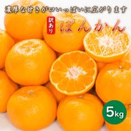 先行予約 訳あり 減農薬 ポンカン 5kg 愛南フルーツ サイズミックス サイズ混合 不揃い 柑橘 蜜柑 愛媛 みかん 果物 フルーツ 産地 産直 発送期間: 2027年1月中旬～なくなり次第終了