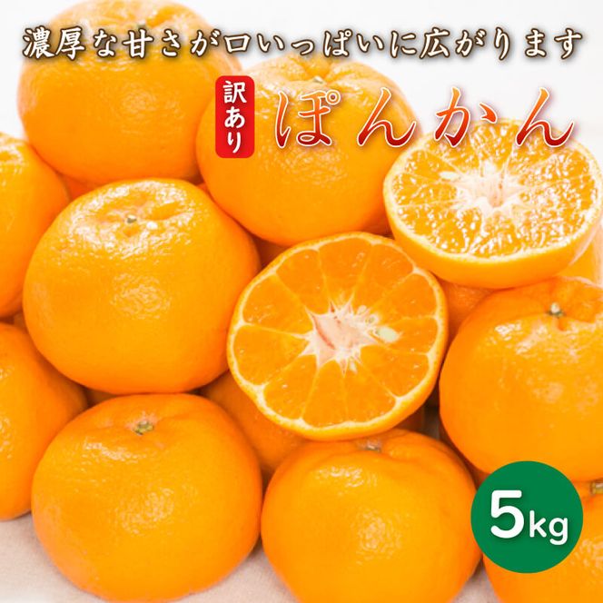 先行予約 訳あり 減農薬 ポンカン 5kg 愛南フルーツ サイズミックス サイズ混合 不揃い 柑橘 蜜柑 愛媛 みかん 果物 フルーツ 産地 産直 発送期間: 2027年1月中旬～なくなり次第終了