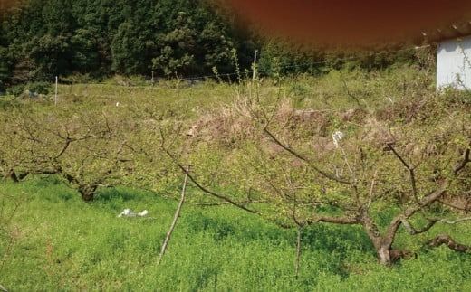 谷口さんちの梅干し 300g×5個 / 梅 梅干 梅干し 伝統 しそ しそ梅 大容量【tgu001A】