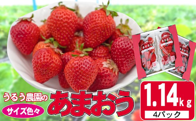 いちご 2027年2月より発送 うるう農園のあまおう サイズ色々4パック 約1.14kg 果物 フルーツ デザート 食後 特別栽培 福岡県産 国産 日本産 ※配送不可：離島