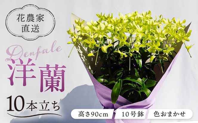 【 10セット 限定 】 デンファレ （ 洋蘭 ） 10本 立ち 《糸島》【和饗エコファーム株式会社】 蘭 洋蘭 デンファレ 花 インテリア お祝い 贈り物 [AVI001]