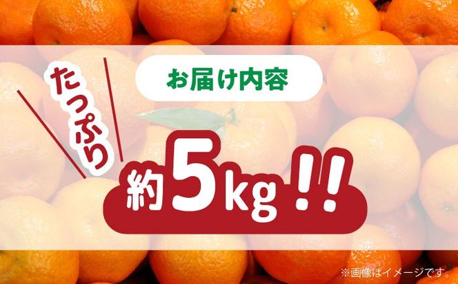 【2024年11月下旬〜発送】【高糖度】 温州みかん 約5kg / みかん 南島原市 / 南島原果物屋 [SCV011]