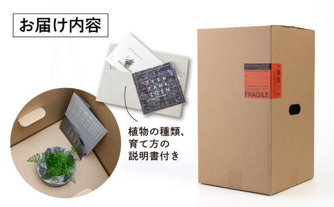 TERAYAMA ZOEN オリジナルコンクリートポット（植物付き） 糸島市 / NIWAMO 鉢 観葉植物[AIO001] 鉢植え プランター インテリア 室内 玄関 観葉植物 植木 鉢 植物 グリーン