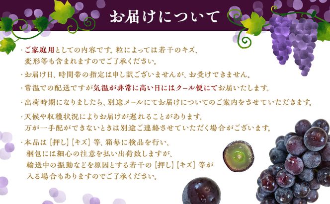 ぶどう 2026年 先行予約 オーロラブラック 2房 1房 500g～600g ご家庭用 ブドウ 葡萄 フルーツ 果物 岡山 赤磐市産 農マル園芸 あかいわ農園 種なし 大粒 高糖度 