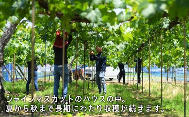 ぶどう 2026年 先行予約 果物 詰合せ シャイン マスカット 1房 ニュー ピオーネ 1房 合計約1.0kg ブドウ 葡萄 岡山県産 国産 フルーツ 果物 ギフト