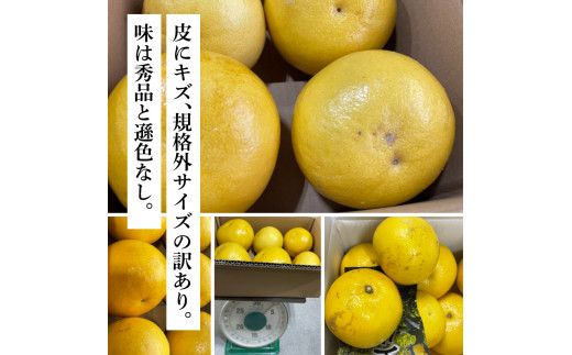 【CF-R7hbk】TKA045　先行予約 土佐の柑橘 土佐文旦 10kg 詰め合わせ ちょっと訳あり 文旦 ぶんたん ブンタン 柑橘 高知県 高知 返礼品 故郷納税 20000円 果物 くだもの フルーツ お取り寄せ 美味しい おいしい ご家庭用 ご自宅用 規格外サイズ 傷 訳あり