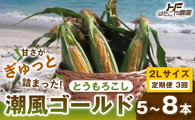 ［2027年発送 先行予約 夏の味覚］［定期便・全3回］潮風ゴールド 2Lサイズ 5～8本 1セット とうもろこし トウモロコシ ゴールドラッシュ 黄色 スイートコーン 茹でとうもろこし BBQ 焼き肉 白浜町 304018_ET08