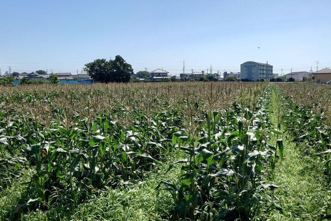 【期間限定発送】夢のような美味しさ！生食可能 高糖度 とうもろこし ドルチェ・ドリーム 5kg (9～12本) [桑高農園 静岡県 吉田町 22424251]