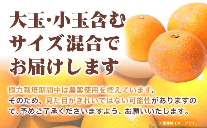 ＜1月より発送＞ご家庭用 訳あり はっさく 八朔 みかん 5kg+250g（傷み補償） 池田鹿蔵農園 日高町《2026年1月上旬-3月末頃出荷》和歌山県 日高町 送料無料 はっさくみかん 八朔 訳ありはっさく【配送不可地域あり】--wsh_idn318_1j3m_25_11000_5kg---