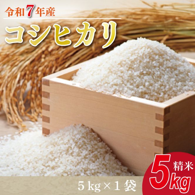 【数量限定】 令和7年産 米 コシヒカリ 5kg |お米 茨城県 行方市 (HA-24)