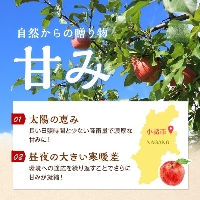 【2026年11月下旬～発送予定】 先行予約 訳あり りんご サンふじ 小玉 約10kg フルーツ 果物 林檎 甘い 訳あり