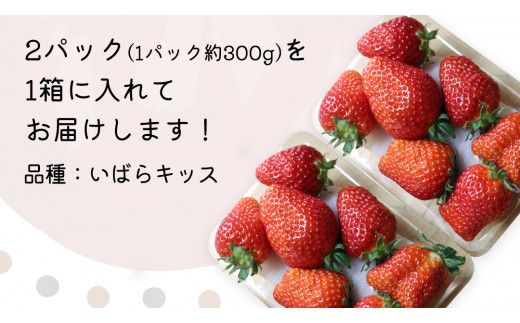【 先行予約 】 いばらキッス ( 2パック )　特大 デラックスサイズ 【 2027年1月から発送開始 】 (常陸太田市 共通返礼品 ) 約 300g × 2 パック いばらキッス いばらきっす いちご 数量限定 果物 くだもの フルーツ 苺 イチゴ 期間限定