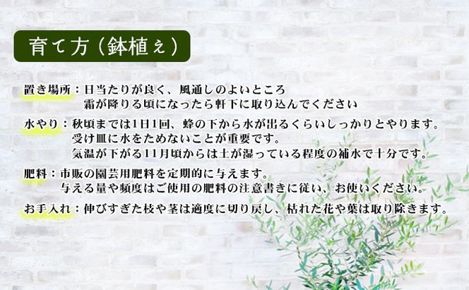 【 小豆島 】小豆島のオリーブ苗木　2本セット　（特大） 地域のお礼の品 