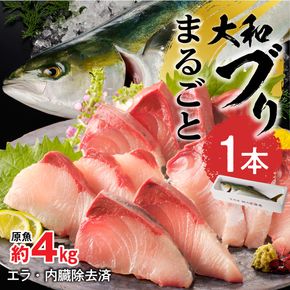 まるごと一本！大和ブリ 原魚約4kg N072-YC131