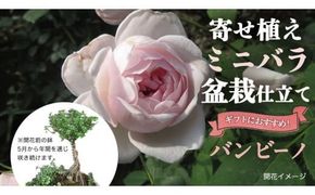 寄せ植え ミニバラ 盆栽 風 仕立て「バンビーノ」 バラ 花 お花 フラワー ギフト 母の日 [BN051ci]