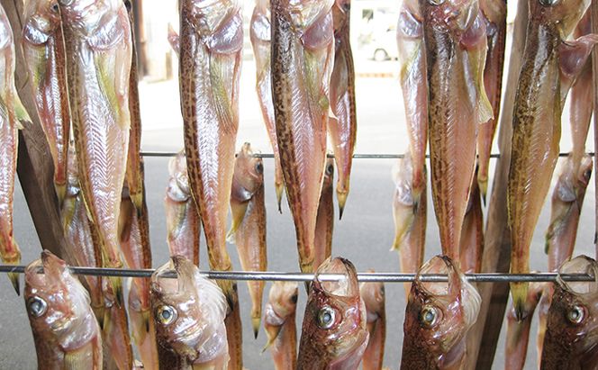 ハタハタ（特大）干物 一夜干し 450g ×1箱 魚貝類 