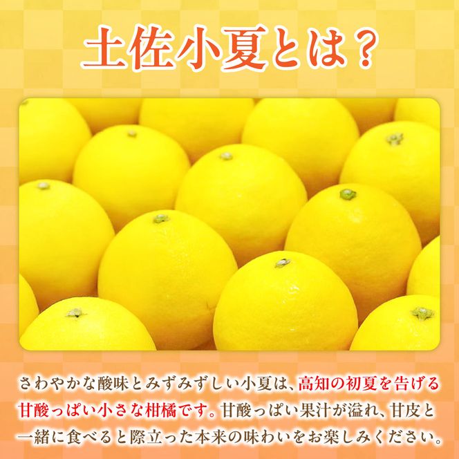 【先行予約】＜白木果樹園＞ 土佐小夏 訳ありご家庭用 約3.5kg 3.5キロ〈2027年5月下旬～6月下旬頃発送〉  / こなつ 柑橘 かんきつ 柑橘類 フルーツ 日向夏 ニューサマーオレンジ 西内小夏 果物【白木果樹園】 [BQAI033]