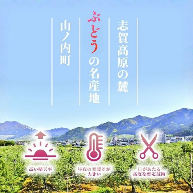 ぶどう 訳あり 家庭用 クイーンルージュ 約2kg (4～6房) フルーツ 秋 2026年 10月発送