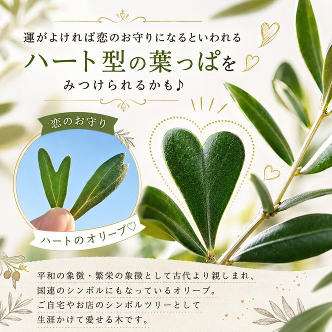 【 小豆島 】【2026年3月より発送】瀬戸内のオリーブ苗木2本セット 植物 インテリア 観葉植物 