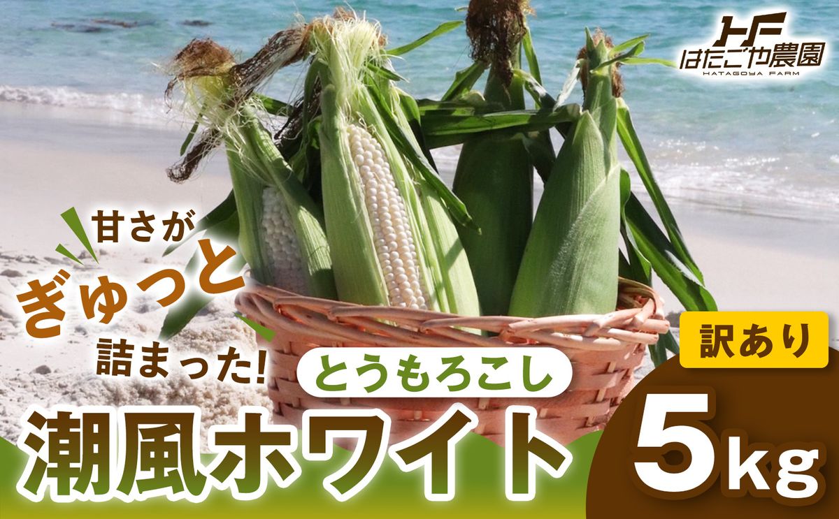 [2027年発送 先行予約 夏の味覚][おいしさそのまま]訳アリ 潮風ホワイト 5kg 1セット とうもろこし トウモロコシ 白 コーン とうもろこし BBQ 焼き肉 白浜町 304018_ET06