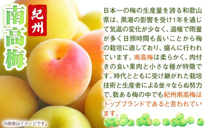 南高梅 はちみつ 梅 わけあり 紀州南高梅 はちみつ梅 選べる内容量 1kg 2.6kg 有限会社プラム《30日以内に出荷予定(土日祝除く)》和歌山県 日高川町 梅 うめ ウメ 南高梅 蜂蜜 紀州 訳あり 送料無料---wshg_plm1_30d_26_12000_1kg---