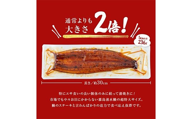 【数量限定】超特大！鹿児島県産 山田水産の霧島湧水鰻(計1400g以上・236g以上×6尾) c5-039