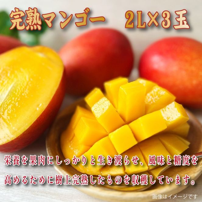 【2026年発送 先行予約】生産農家応援・濃厚果肉 みやざき完熟マンゴー 2L×3玉（マンゴー フルーツ アップルマンゴー 果物 くだもの 2026 先行受付 宮崎）