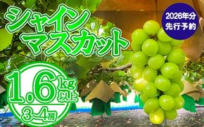 【2026年発送分 先行予約】シャインマスカット（３～４房） 1.6kg～1.7kg　シャイン マスカット ぶどう ブドウ 葡萄 フルーツ 果物 くだもの 山梨 やまなし 富士川町