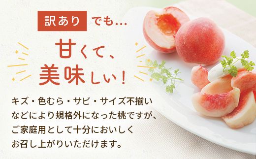 FYN9-731 ≪2026年先行予約≫ ご家庭用 8月発送 山形県産 品種おまかせ 白桃 約3kg(7～13玉) 2026年8月上旬から順次発送 はくとう 桃 もも モモ 果物 くだもの 夏果実 フルーツ 訳あり 農業者支援 家庭用 自宅用 産地直送 山形県 西川町 月山