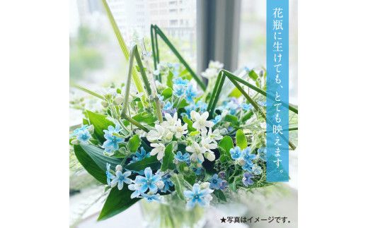 【CF-R7hbk】JJM002　《先行予約》芸西村特産ブルースター花束（約30本程度の花束）