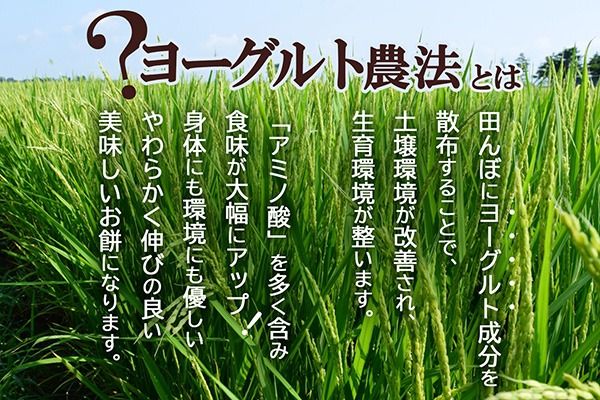 庄内まるもち プチギフト 2個入り×3セット 1個90g 紅白もち 特別栽培米でわのもち使用 お祝い イベントに 小さめ 個包装 丸餅 餅 もち 山形庄内かめこめプロジェクト
