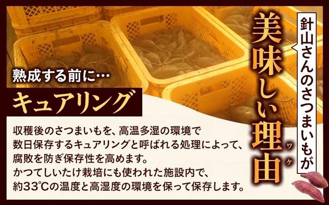 【訳あり】針山さんちのさつまいも 紅はるか 3kg / さつまいも 紅はるか 真庭 人気 【ybrf001-01】