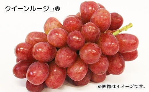 人気葡萄2種セット！シャインマスカット＆クイーンルージュ®約1.2kg（約2～3房）《信州グルメ市場》■2025年発送■※9月上旬頃～10月中旬頃まで順次発送予定