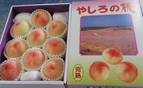 2026年産 先行予約 桃 加東市産 古跡農園の『 やしろの桃 』1.5kg（5～6玉）[ もも モモ 果物 フルーツ ]