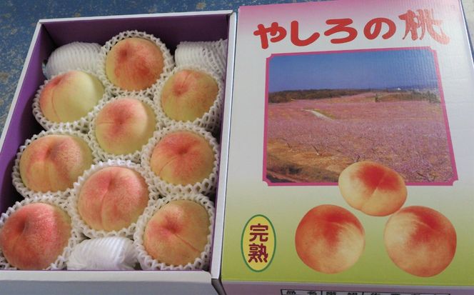 2026年産 先行予約 桃 加東市産 古跡農園の『 やしろの桃 』1.5kg（5～6玉）[ もも モモ 果物 フルーツ ]