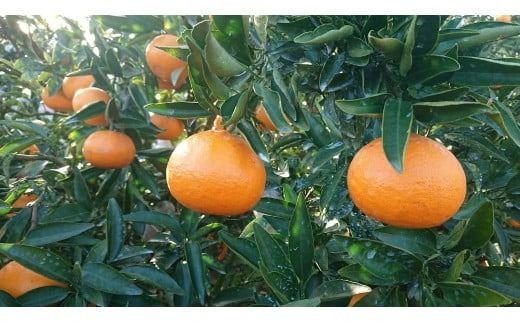 【先行受付】【数量限定】【贈答用】せとか（生果）5kg（2026年2月頃より順次発送） IKTQ010