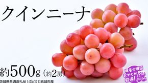 クインニーナ 約500g×約2房【2026年8月より発送開始】（茨城県共通返礼品 [ぶどう]：結城市産） ぶどう ブドウ 葡萄 果物 フルーツ 茨城県産 [BI425-NT]