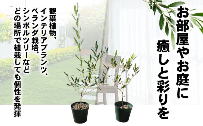 瀬戸内のオリーブ 苗木 1本 植物